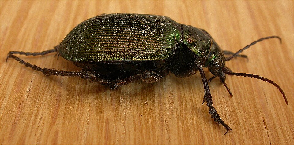 Photo of Green carab beetle