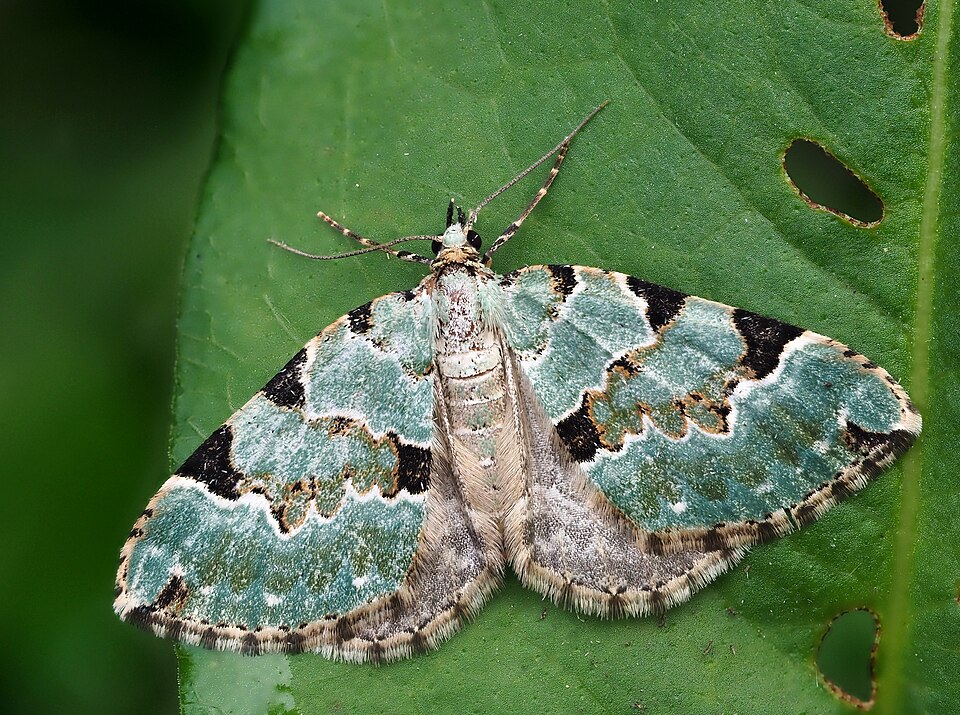 Photo of Green carpet