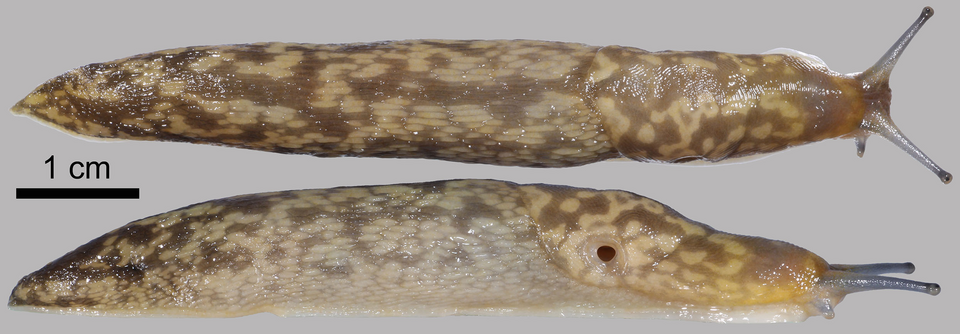 Photo of Green cellar slug