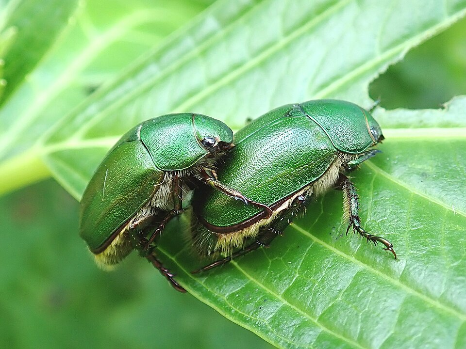 Photo of Green chafer