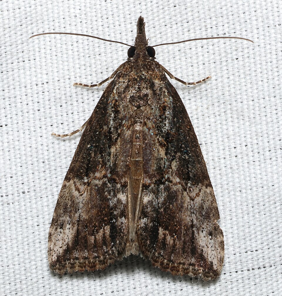 Photo of Green cloverworm moth