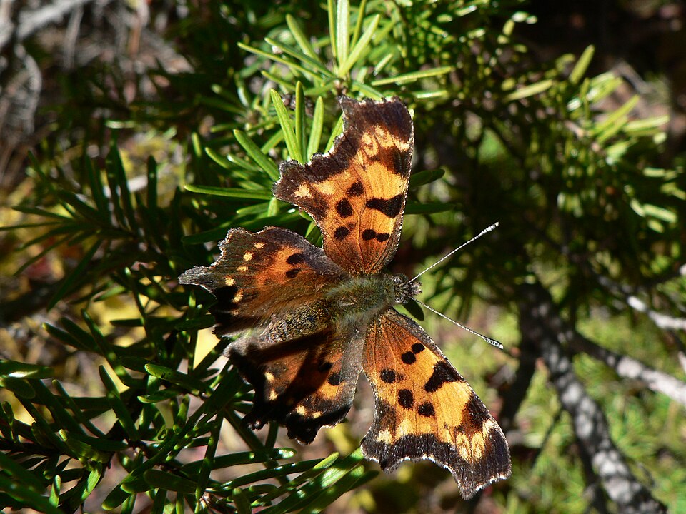 Photo of Green comma