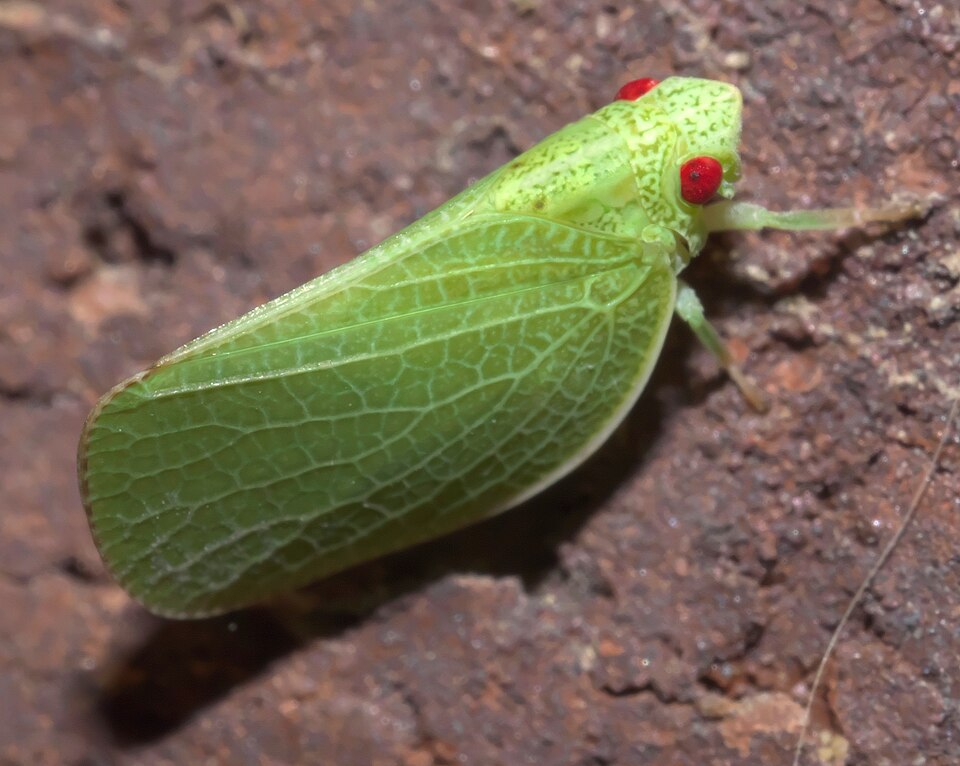 Photo of Green cone-headed planthopper