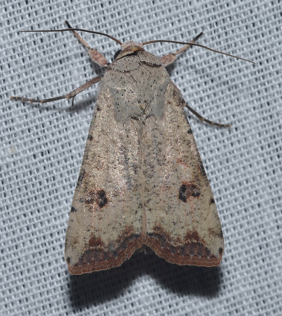 Photo of Green cutworm moth