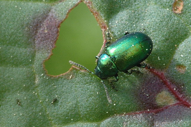 Photo of Oblikapoi