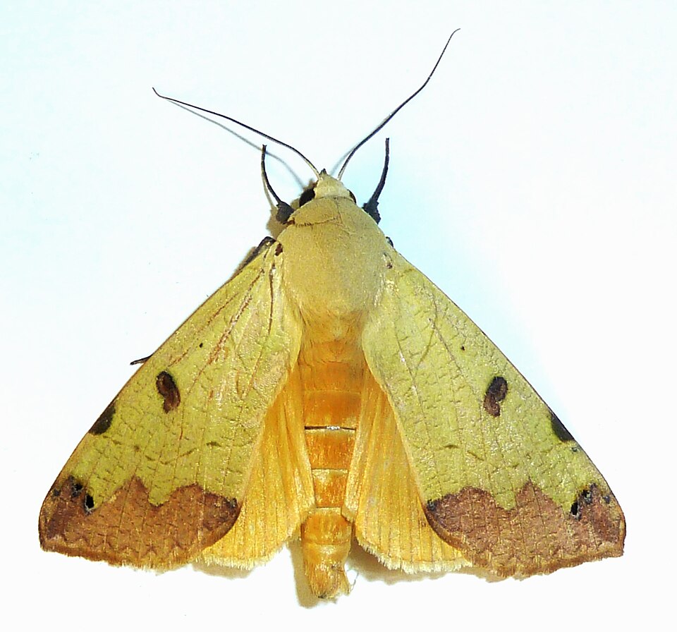 Photo of Green drab