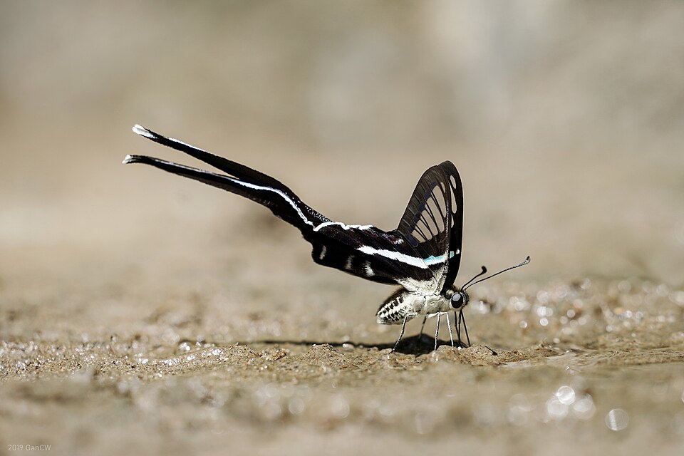 Photo of Green dragontail butterfly