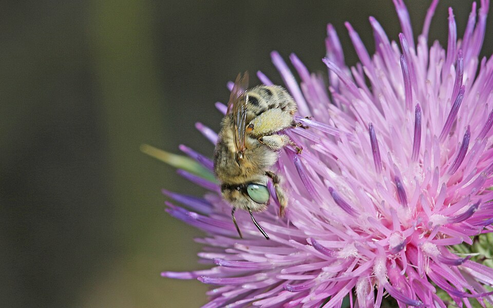 Photo of Green-eyed flower bee