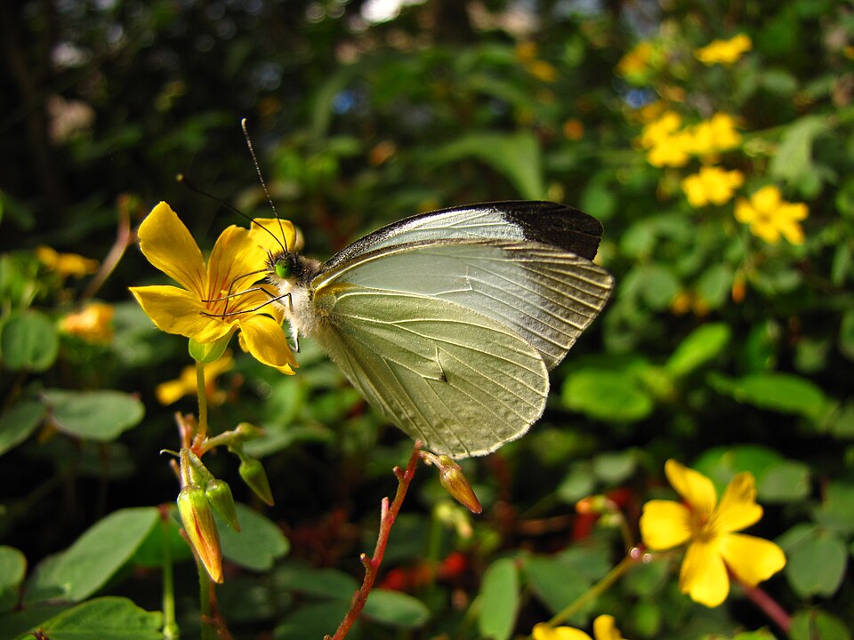 Photo of Green-eyed white