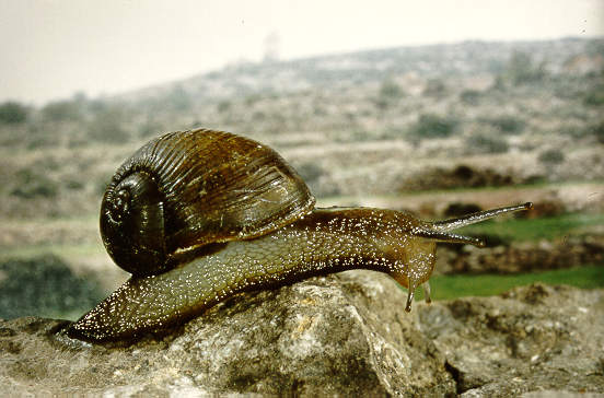 Photo of Green garden snail