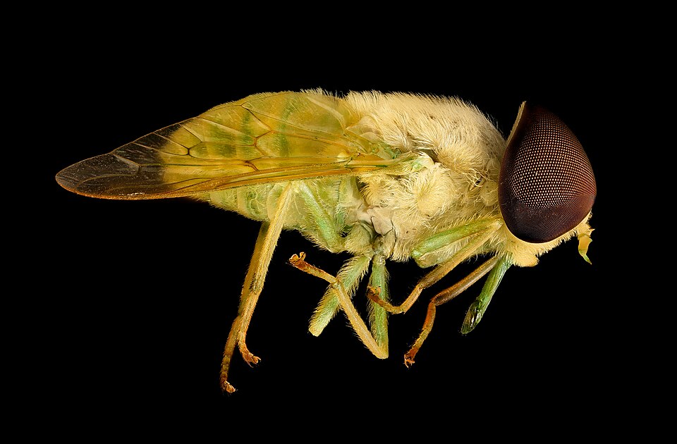 Photo of Green horse fly