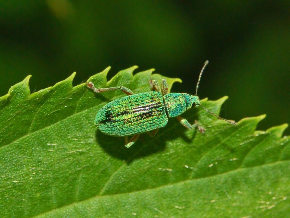 Photo of Green immigrant leaf weevil