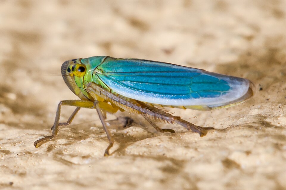 Photo of Green leafhopper