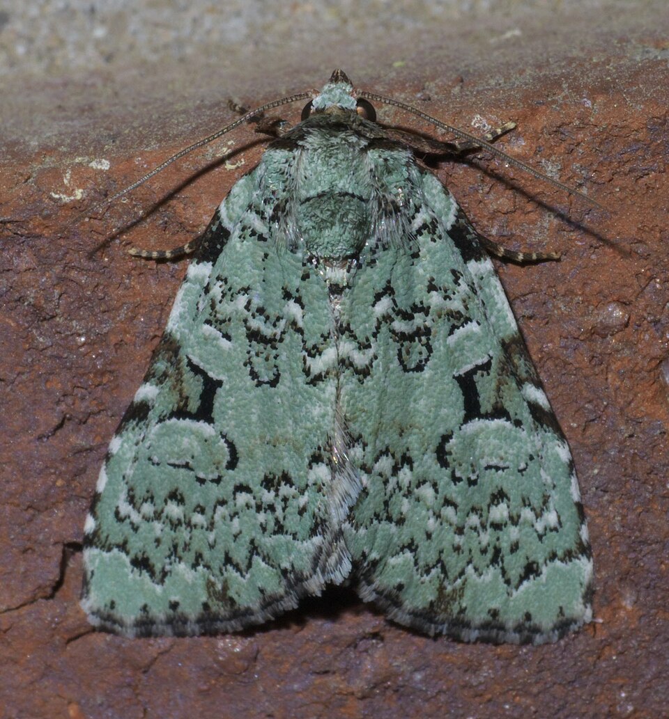 Photo of Green leuconycta moth