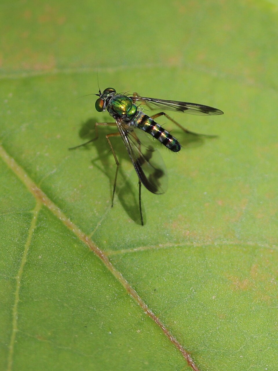 Photo of Green long-legged fly