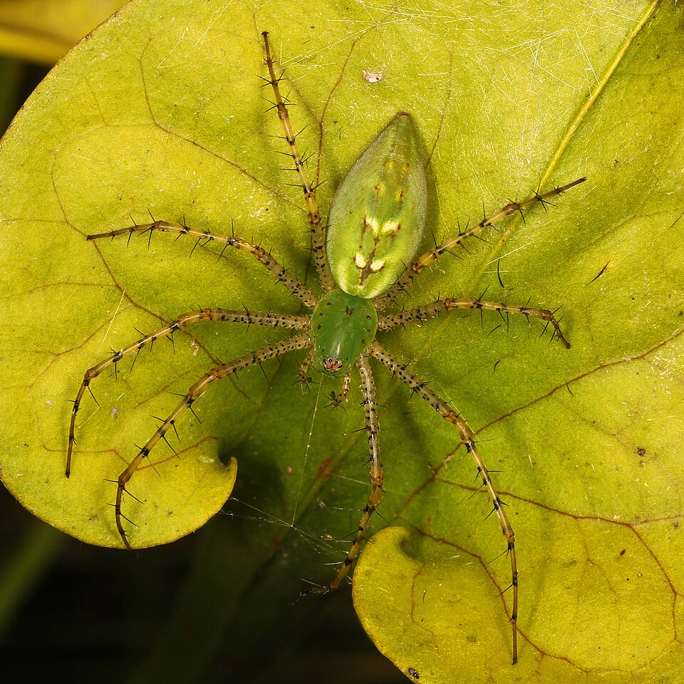 Photo of Green lynx spider