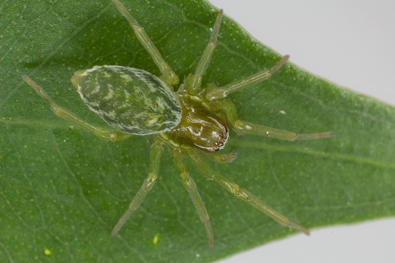 Photo of Green meshweaver