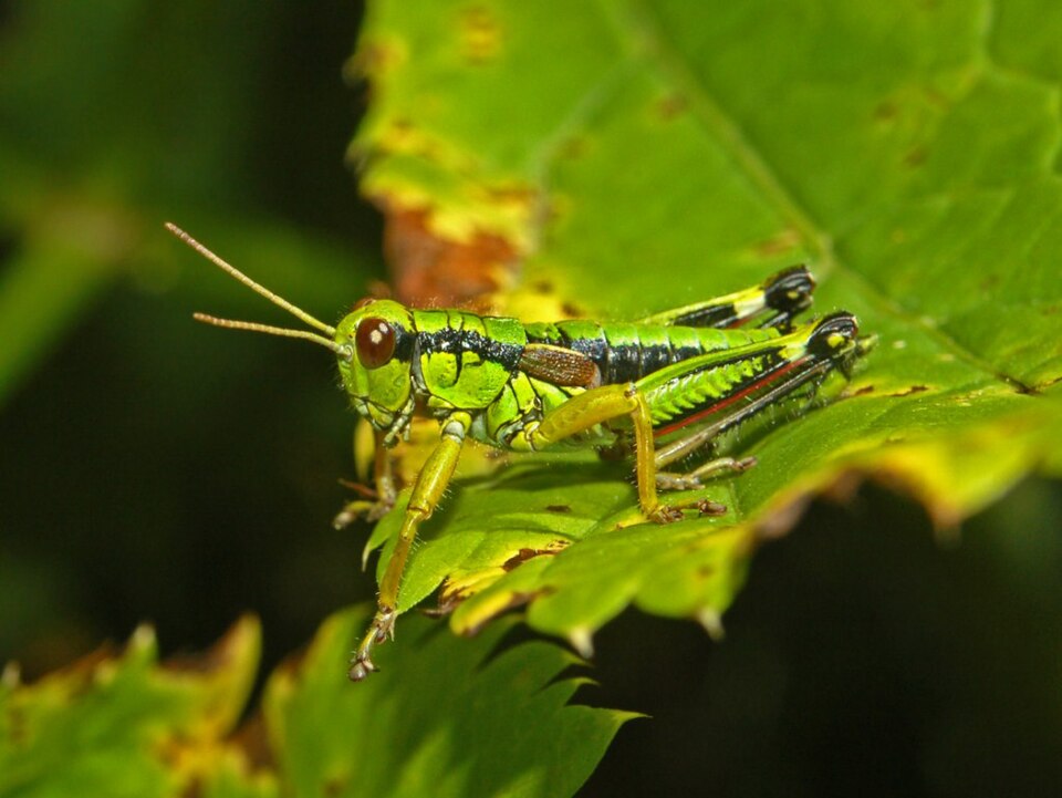 Photo of Green mountain grasshopper