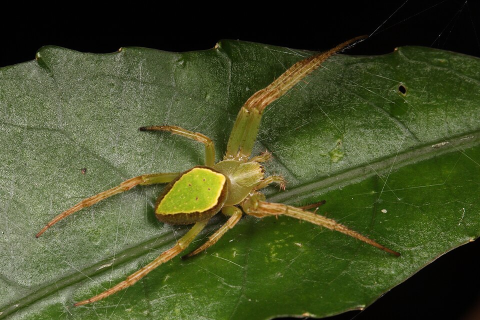 Photo of Green orbweb spider