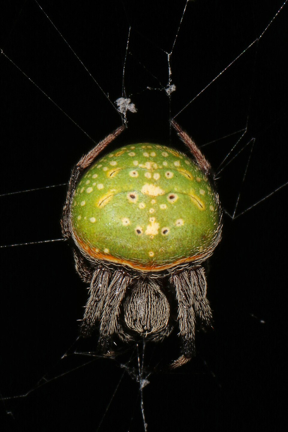 Photo of Green-pea spider