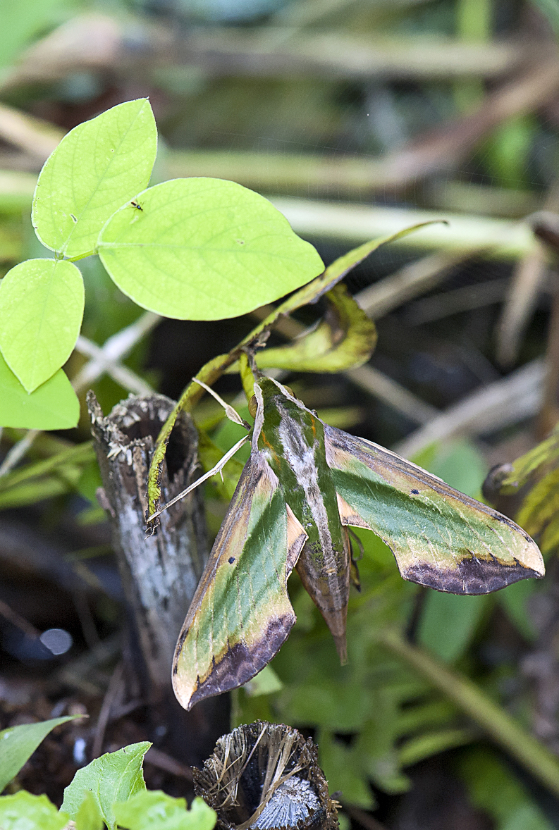 Photo of Green pergesa hawkmoth