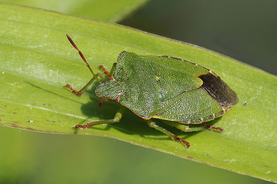 Photo of Green shield bug
