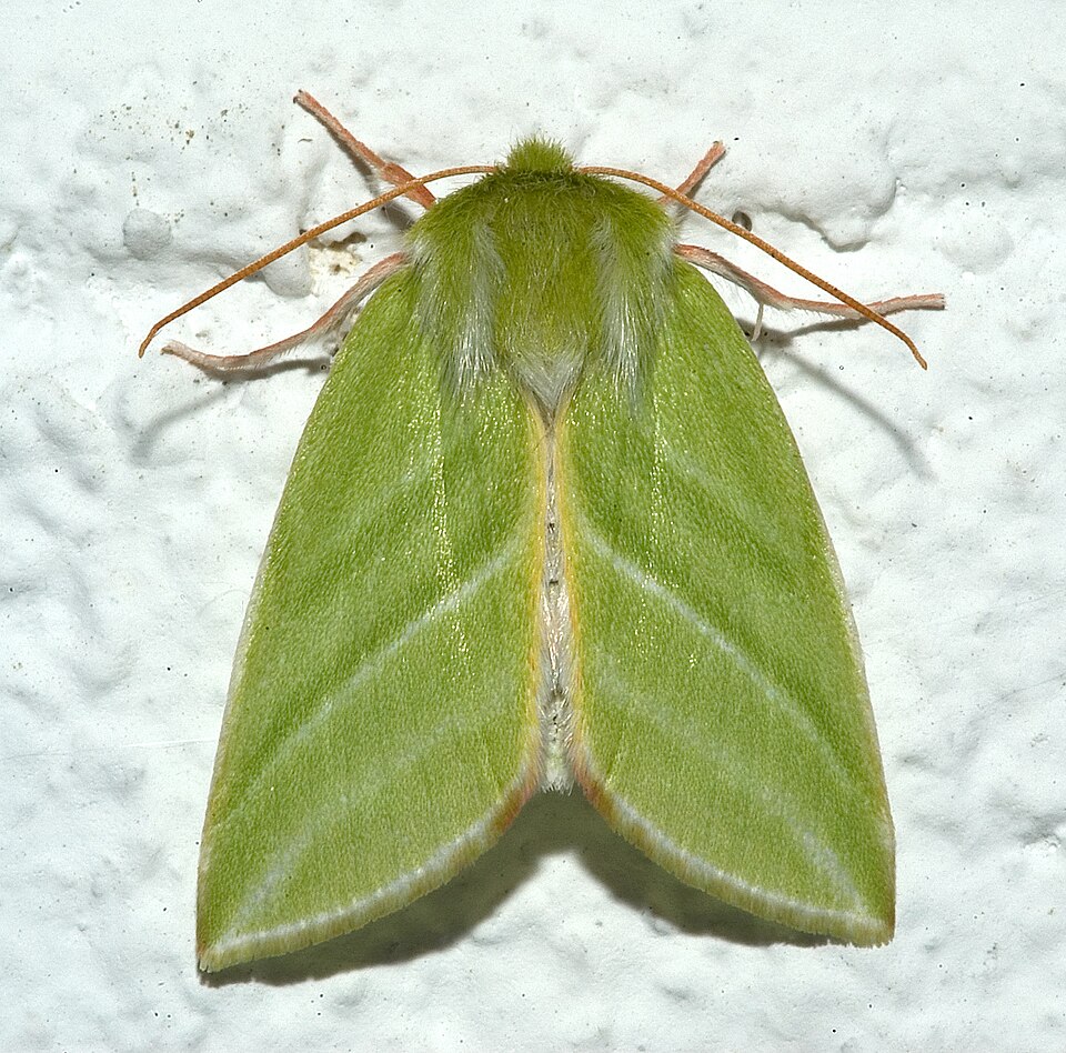 Photo of Green silver-lines