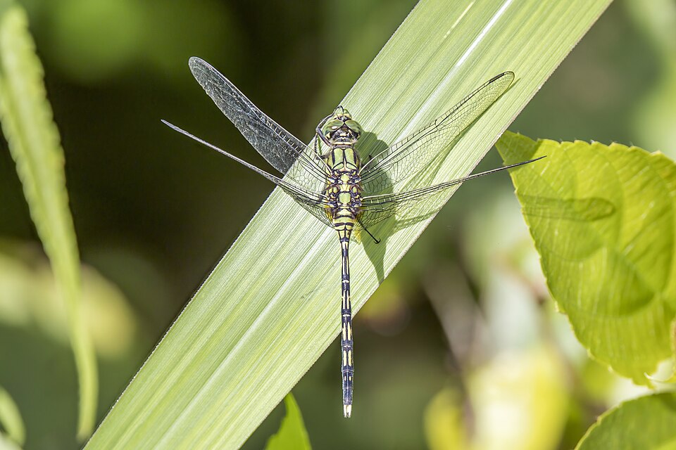 Photo of Green skimmer