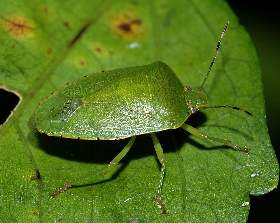 Photo of Green stink bug