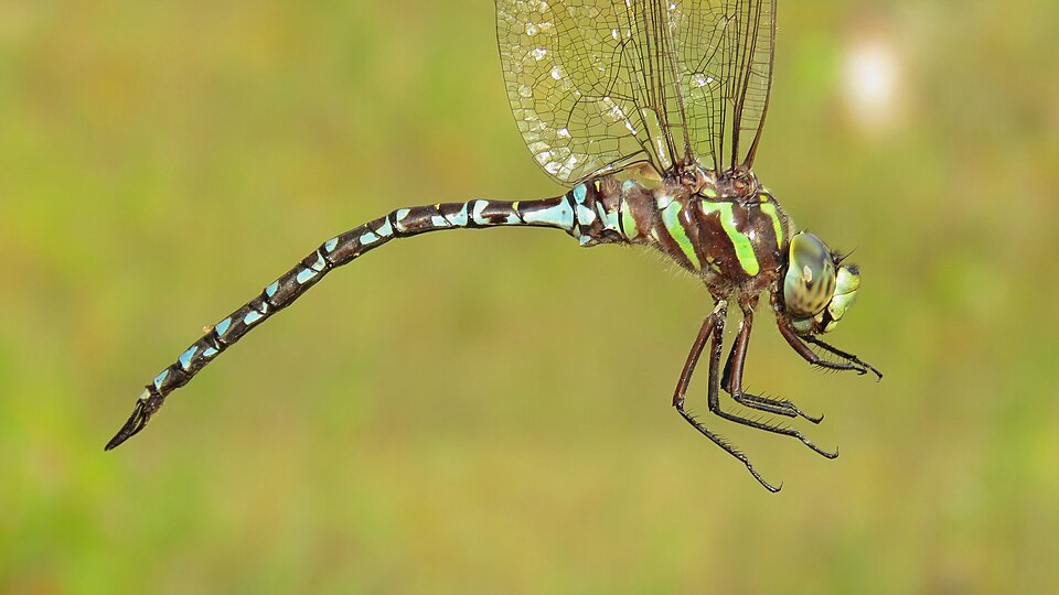Photo of Green-striped darner
