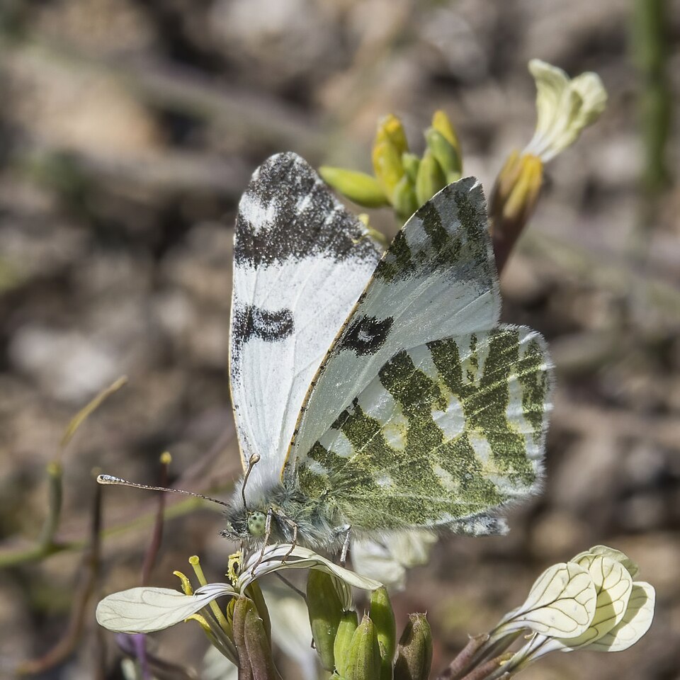 Photo of Green-striped white