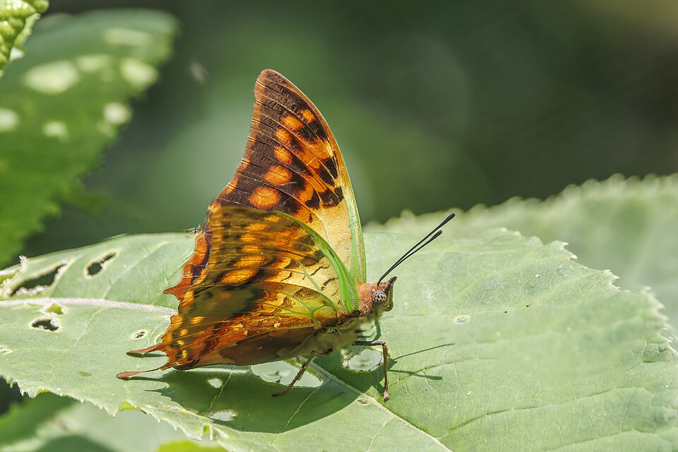 Photo of Green-veined emperor