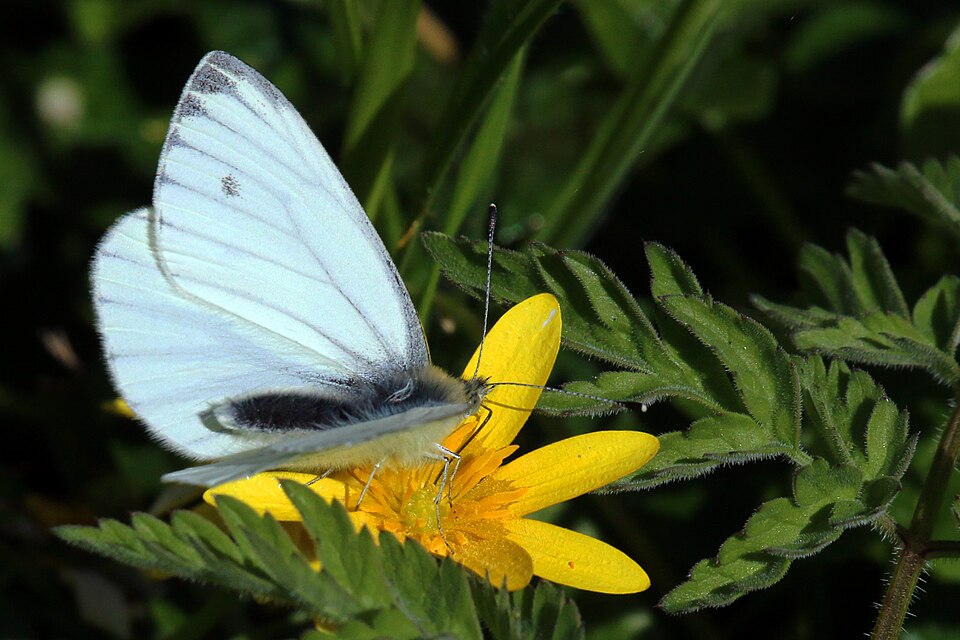 Photo of Green-veined white