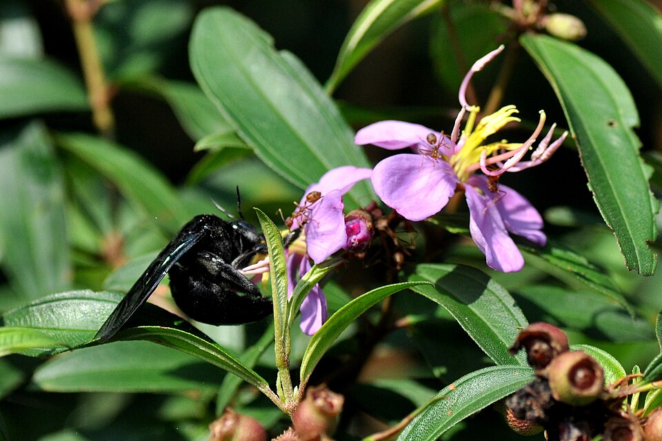 Photo of Green-winged bamboo-carpenter