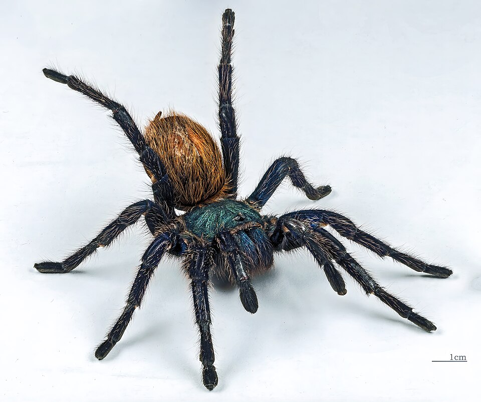 Photo of Greenbottle blue tarantula