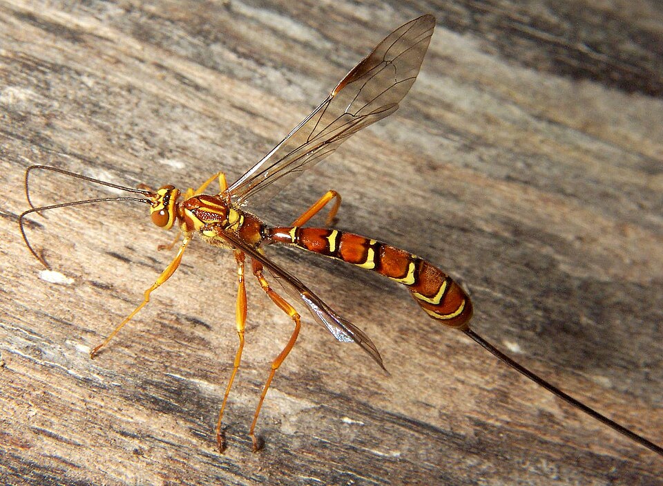 Photo of Greene's giant ichneumonid wasp