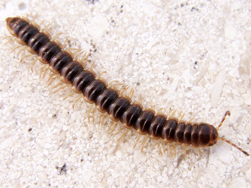 Photo of Greenhouse millipede