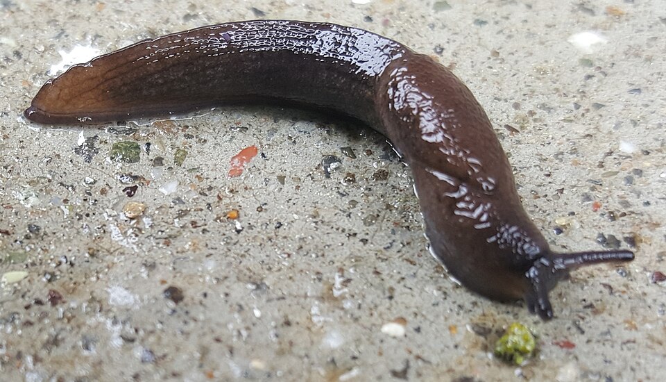 Photo of Greenhouse slug