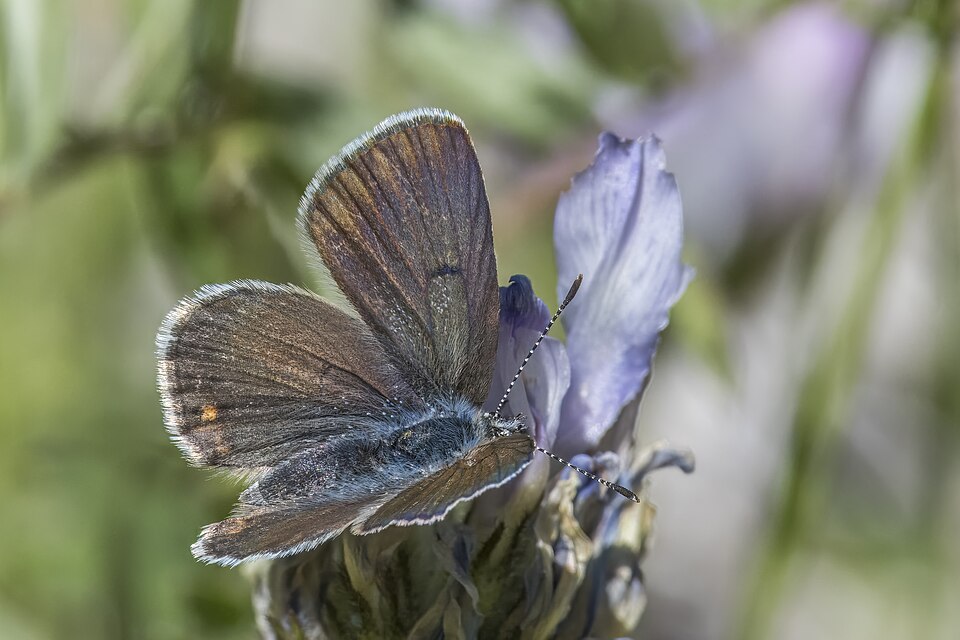 Photo of Greenish blue