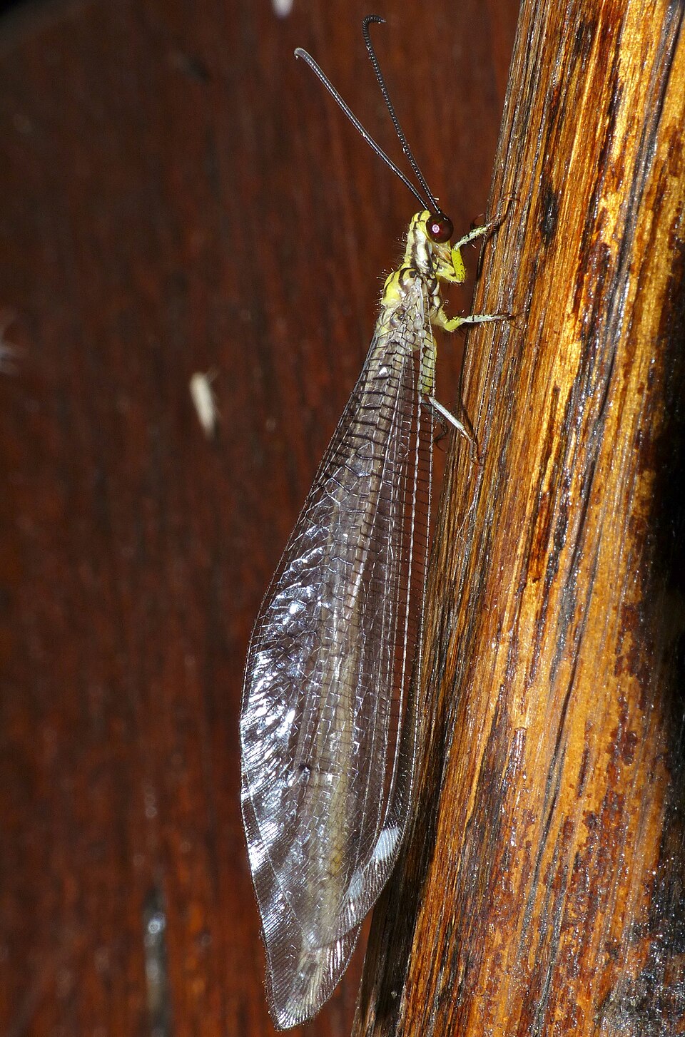 Photo of Gregarious antlion