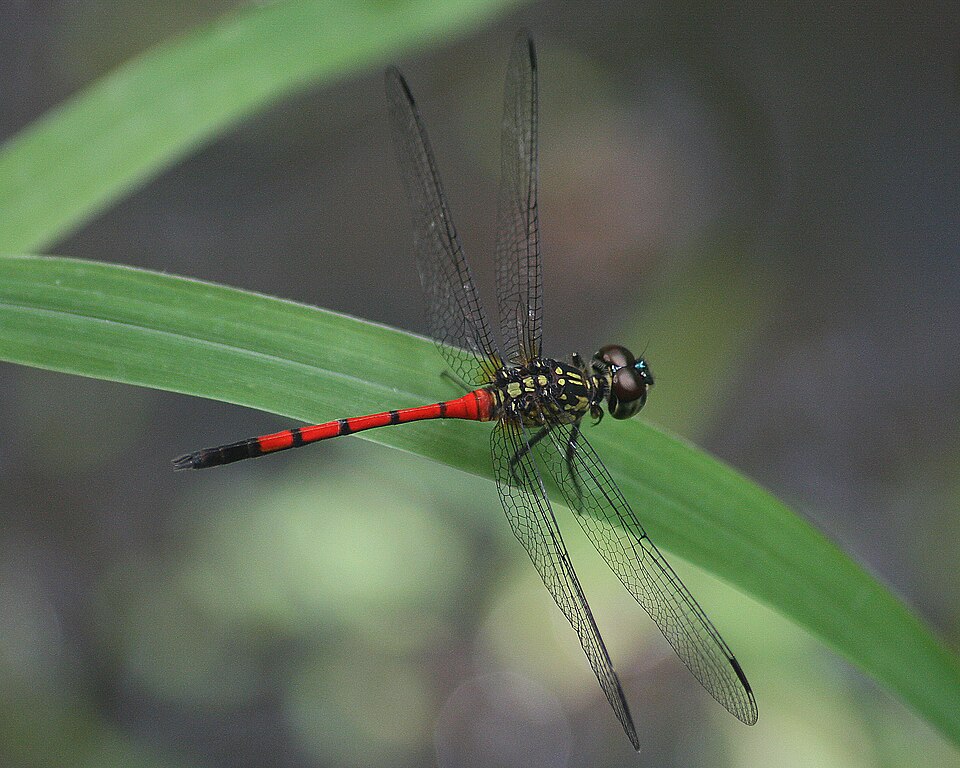 Photo of Grenadier