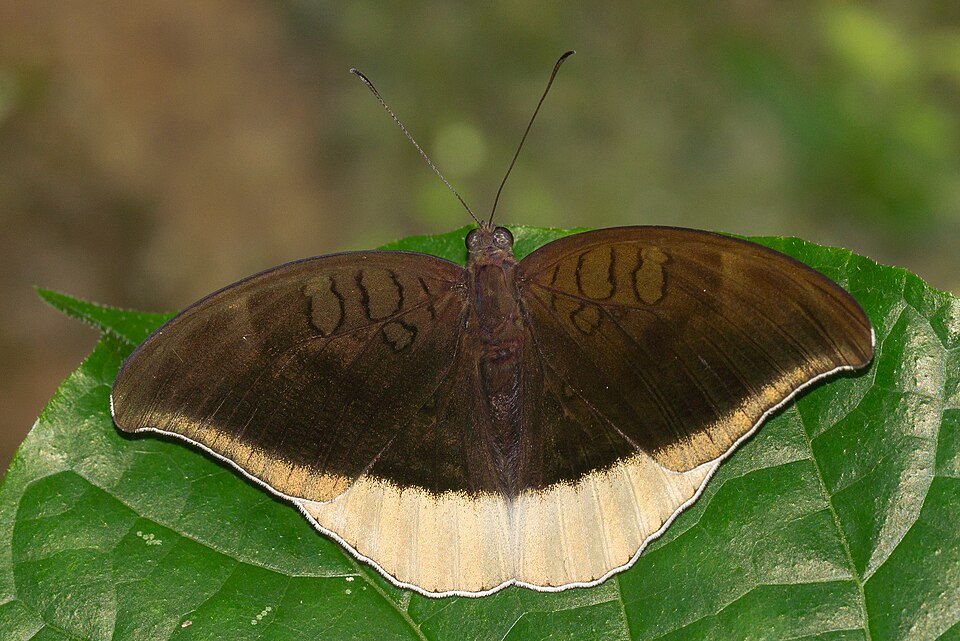Photo of Grey count