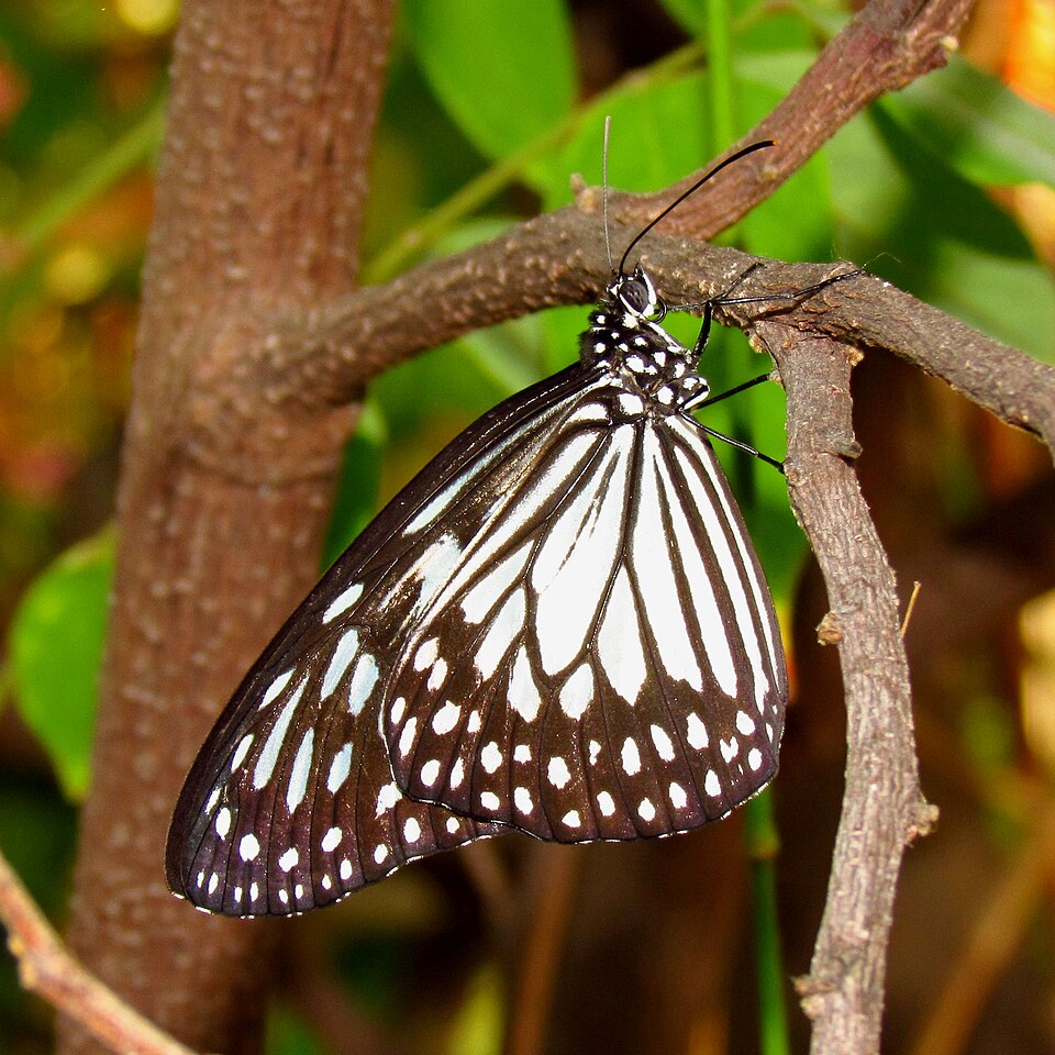 Photo of Grey glassy tiger