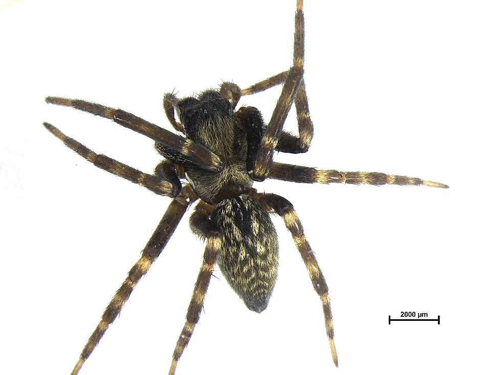 Photo of Grey house spider