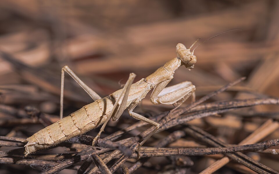 Photo of Grey mantis