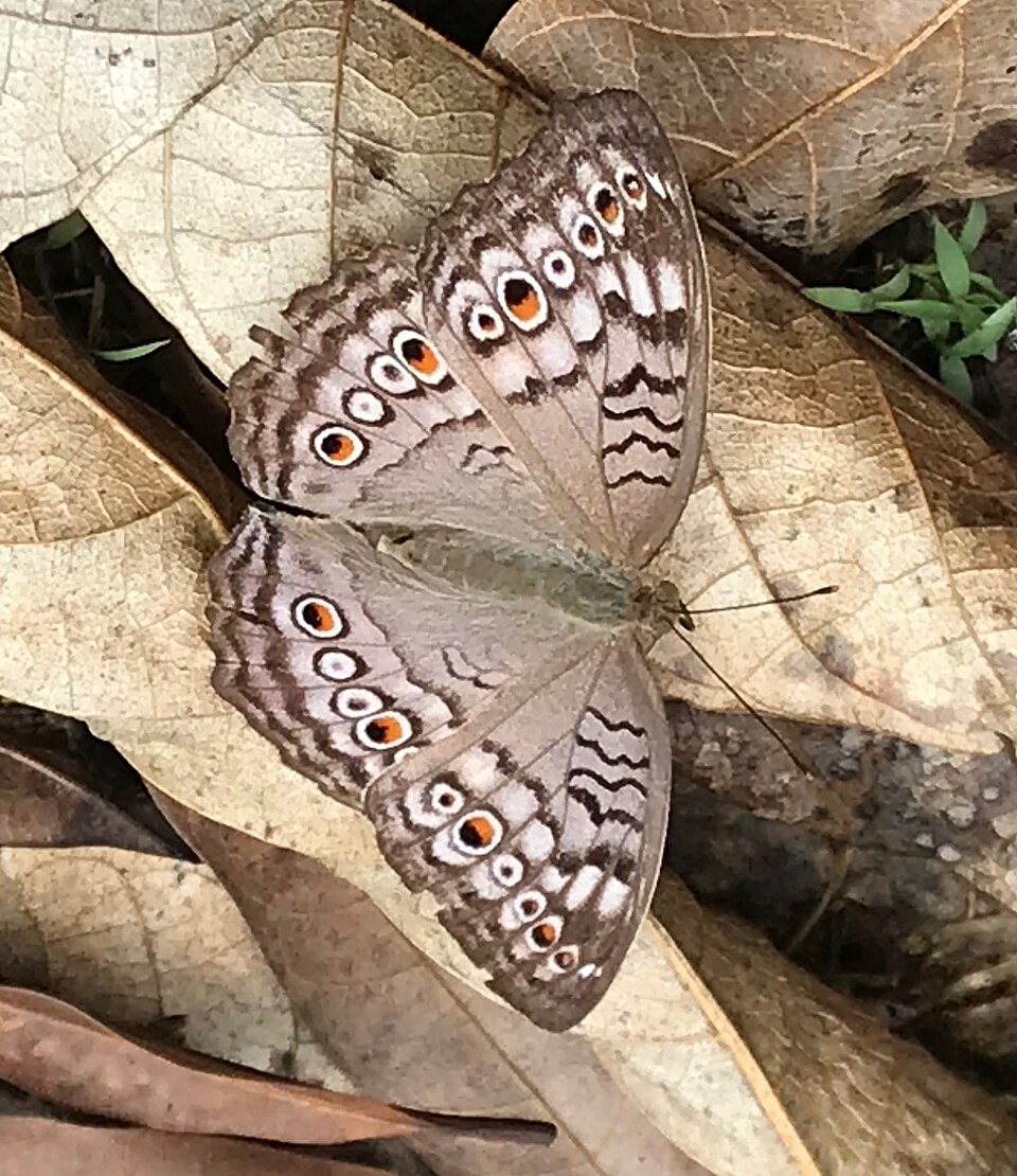 Photo of Grey pansy