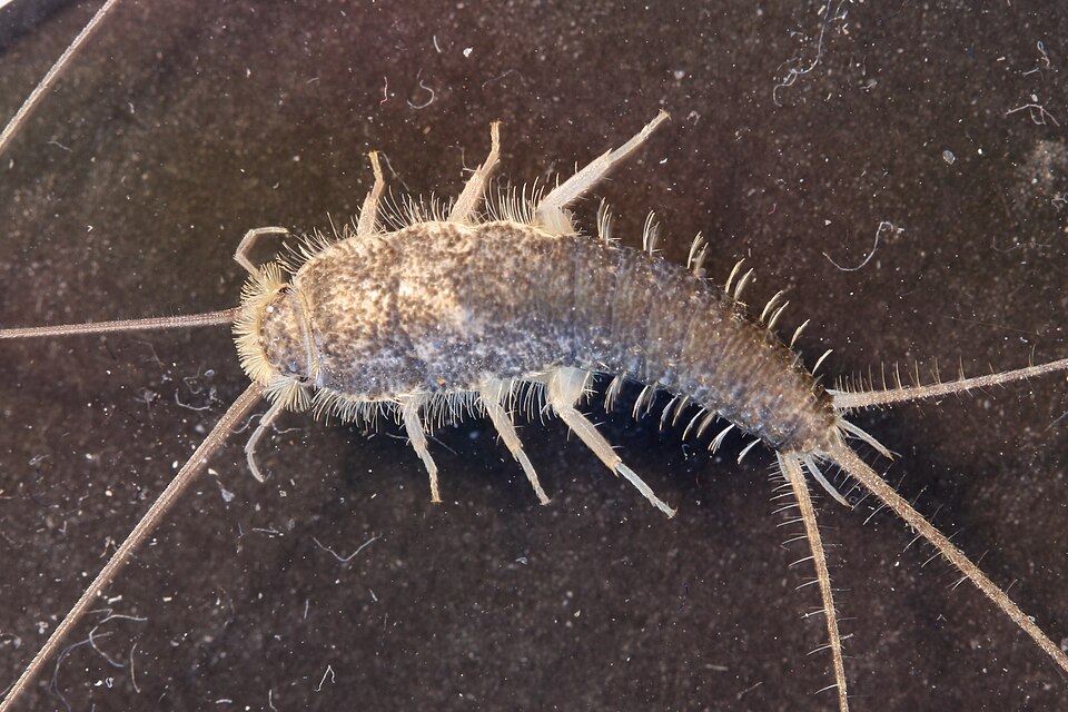 Photo of Paberisoomukas