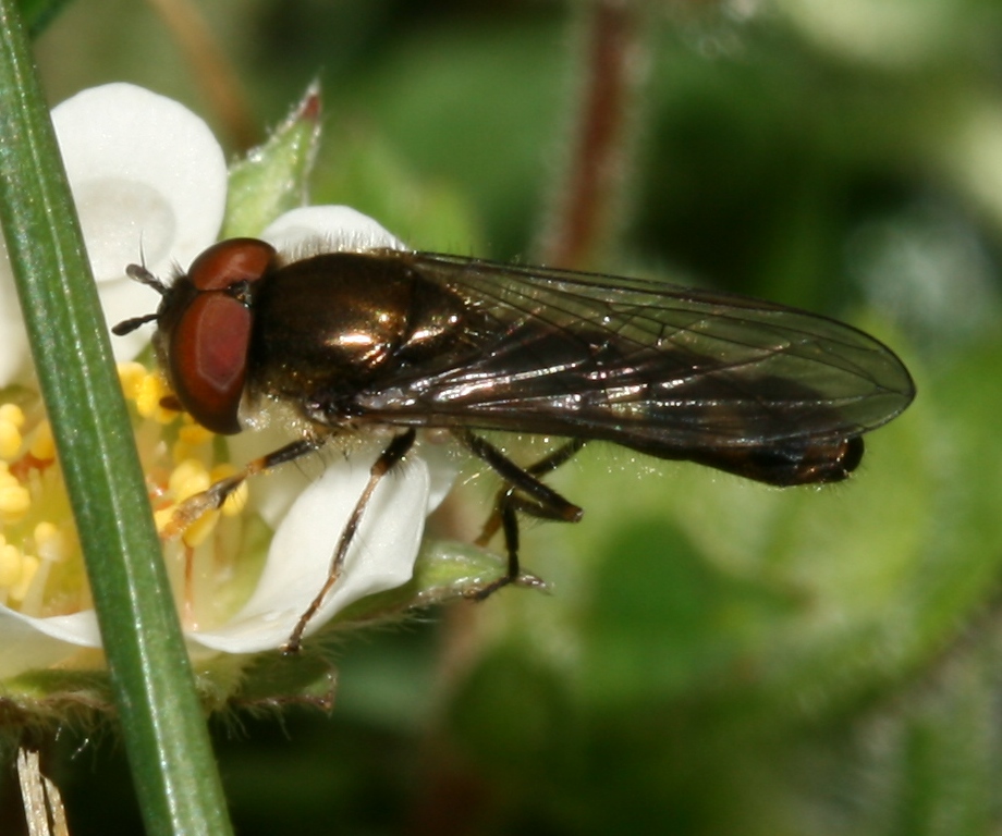 Photo of Grey-spotted sedgesitter