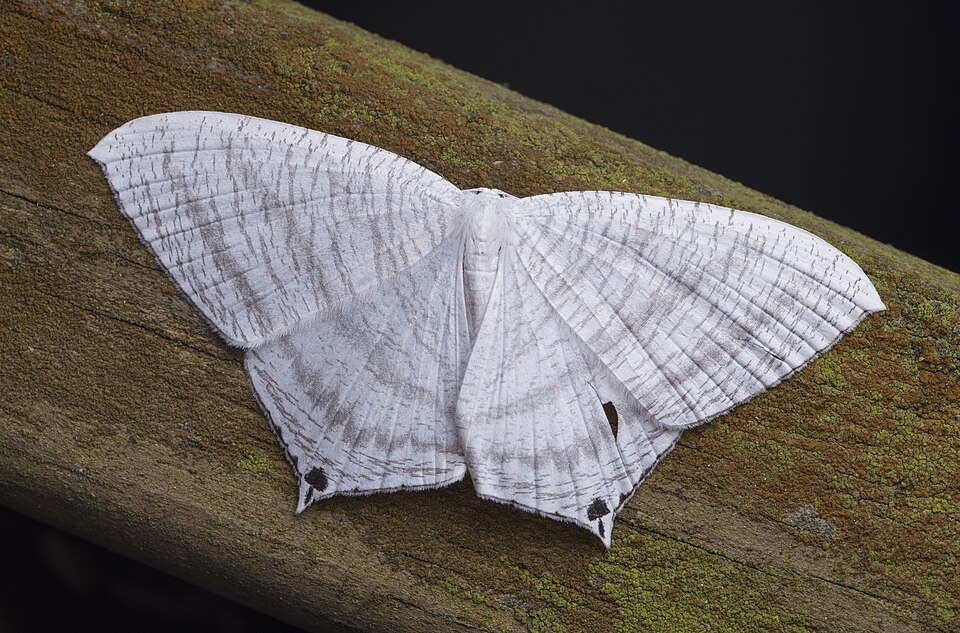 Photo of Grey swallowtail moth