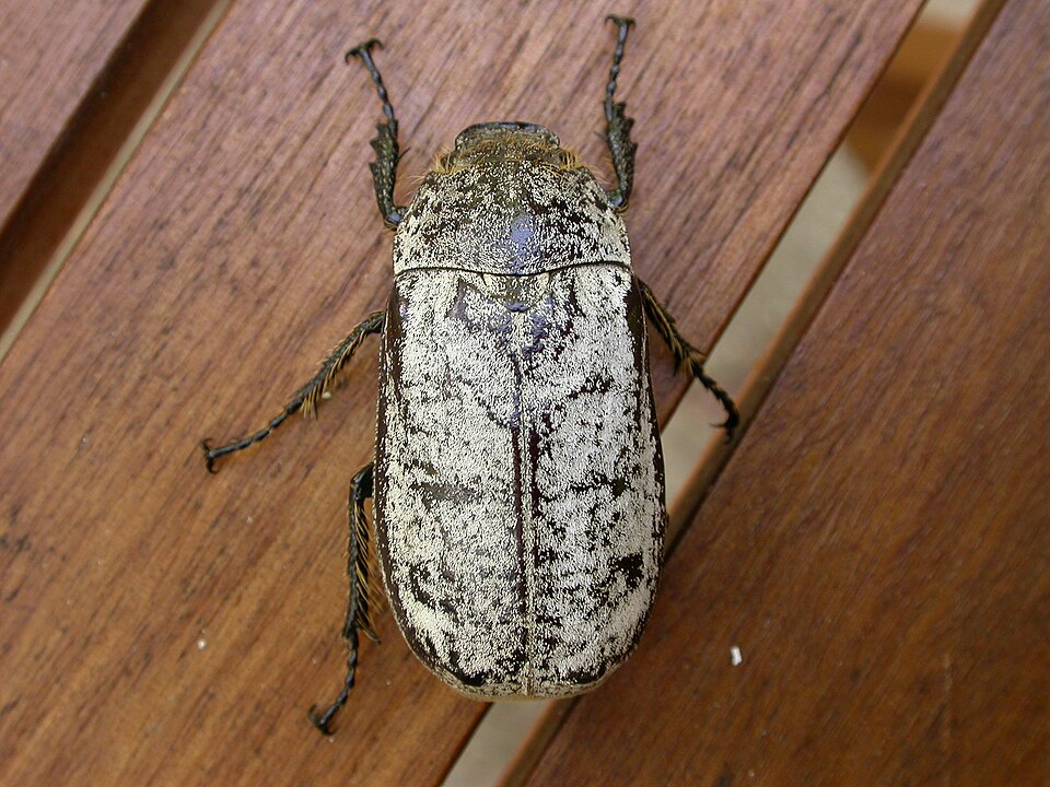 Photo of Greyback cane beetle